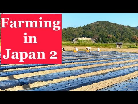 Our Organic Garlic Production! | Part 2 | deltaTV