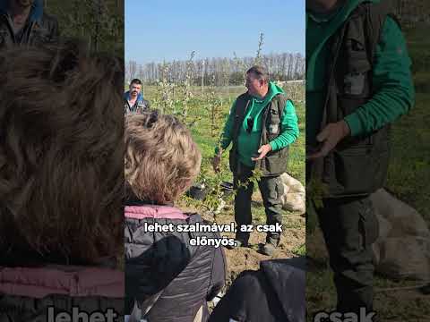 Elültetett gyümölcsfák öntözése videó