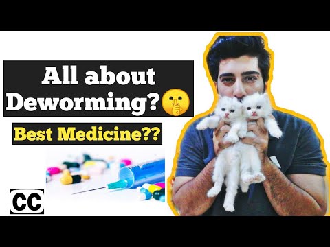 Cat deworming | How to deworm Cats and kittens | Symptoms of Cat worms |  Cat deworming is necessary