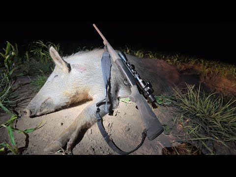 GIANT PACK OF WILD BOARS (wild boar hunt) IT ALMOST DOESN'T HAPPEN!!