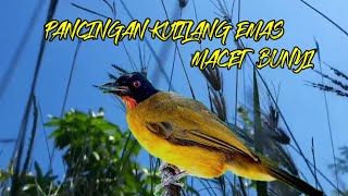 Download lagu Suara burung kutilang emas betina gacor, cocok buat gesekan kutilang emas macet bunyi mp3