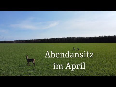 Abendansitz im April