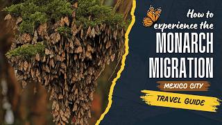 Monarch Butterfly Migration in Mexico: A Once-in-a-Lifetime Experience #monarch #butterfly #migration gameplay video by alucas, 11:29 duration