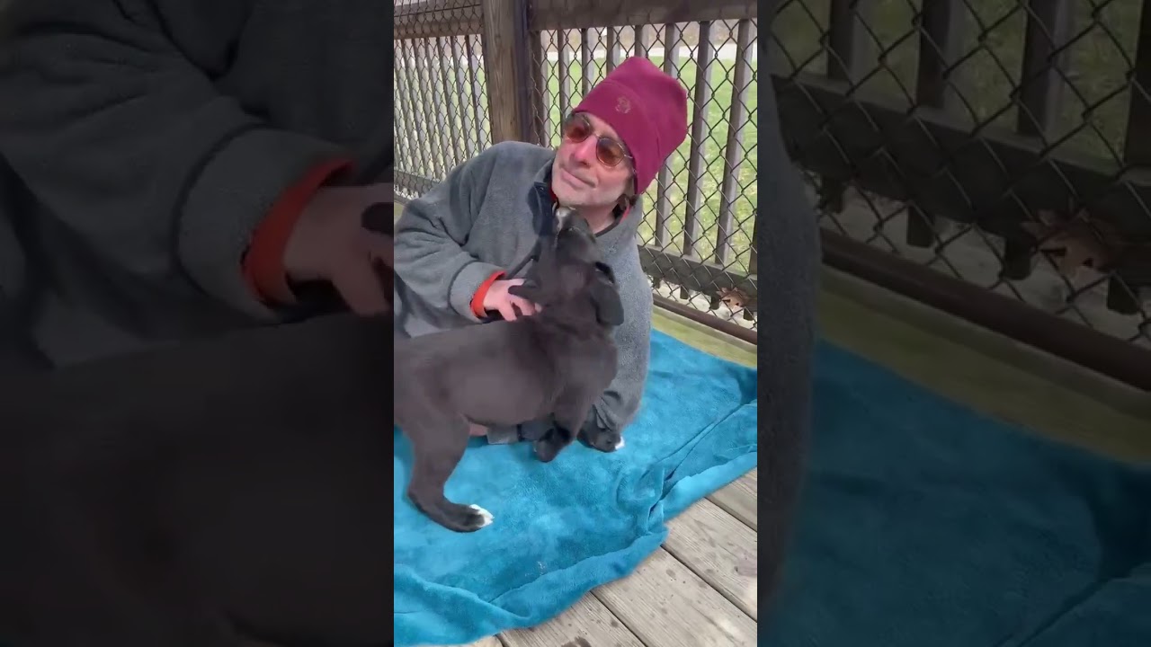 Yule, a ADOPTABLE mixed breed in Shippenville, PA video 6/6