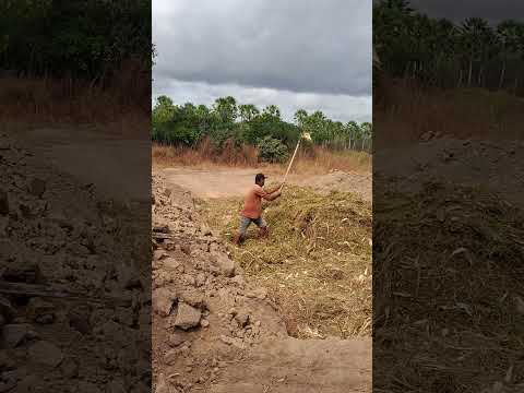fazenda silagem