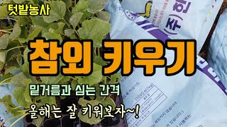 텃밭농사 참외 밑거름 주고 심는방법 참외심는시기