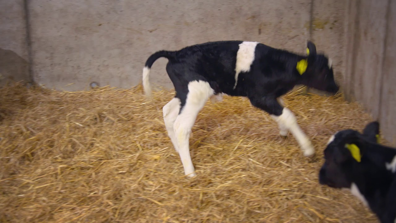 FarmOps For Calf Registration