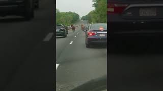 Horses Fell on Route 2
