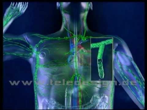 Blutdruckmessverfahren und ihr Auswertealgorithmus Hypertonie bei Männern 23