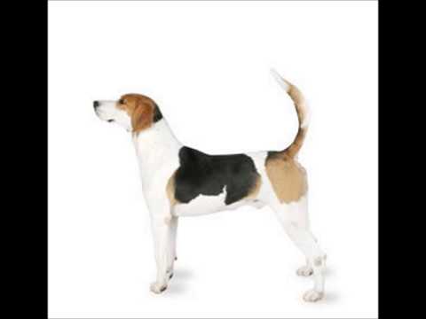 English Foxhound