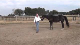 How to Develop a Smooth, Relaxed Canter, Part I