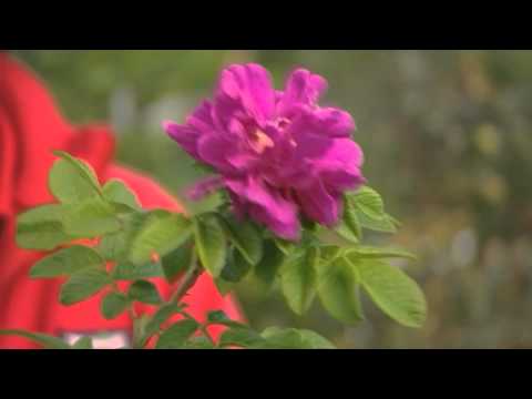 Plantagen 3 - Rosor.mov