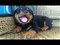 PUPPIES HOWLING - A Cute Puppy Howling Videos Compilation || BEST OF