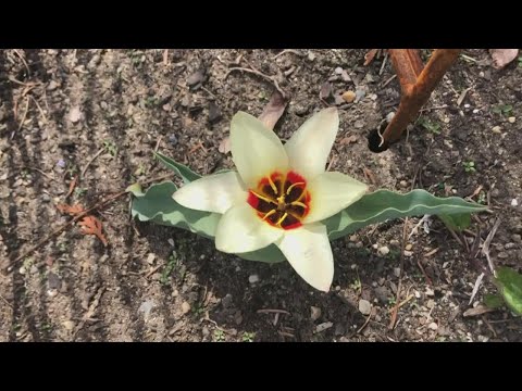 Protect your flowers from the winter snow.