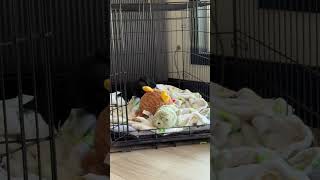 Video preview image #1 Dachshund Puppy For Sale in San Antonio, TX, USA