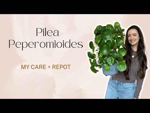 All about my Pilea Peperomioides Plant! Care tips and Repotting!