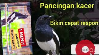 Download lagu Pancingan Kacer Gacor Agar Mau Tarung dan Bongkar Isian! Kacer Segala Usia Seketika Gacor dan Emosi mp3