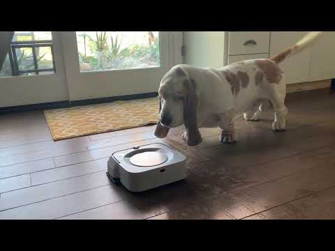 My Basset Hound dog Vincent is concerned about the new cleaning alien in our house.