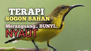 Download lagu TERAPI SOGON BAHAN Ampuh buat PANCINGAN SOGON dan MASTERAN SOGON agar ikut NYAUT jadi BUNYI  mp3