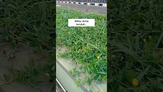 Download lagu Kau selalu di hati #liriklagu #lyodra #andirianto mp3