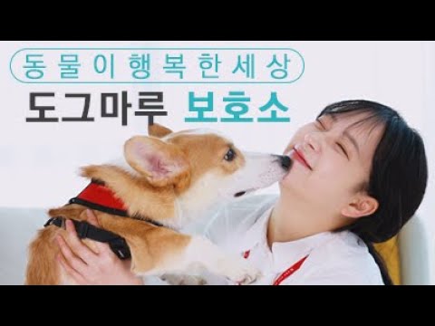 도그마루 보호소 - 강아지입양 고양이입양 유기동물보호소 - Android App - Free Download 도그마루 보호소 - 강아지입양 고양이입양 유기동물보호소 - Android App - Free Download