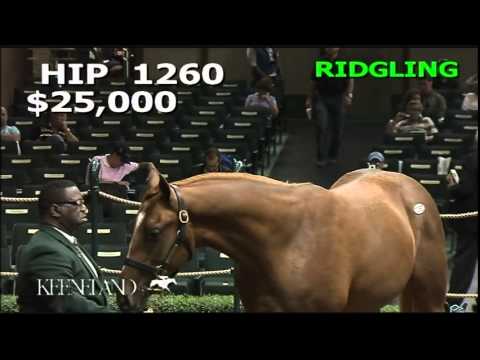 Hip 1260, V.E. Day - 2012 September Yearling Sale