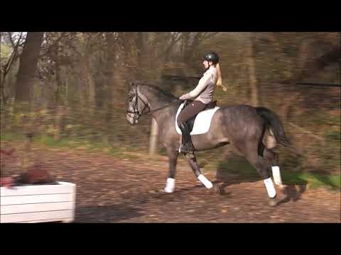 EMILIO 4j v. Embrujo - Sandro Song .for sale