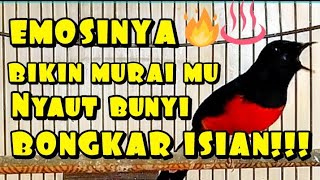 Download lagu emosi burung murai robin membuat burung murai robin lainnya ikut bernyanyi  mp3