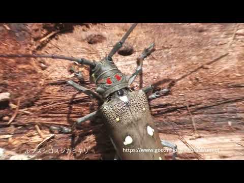 バルリーシロスジカミキリとルブスシロスジカミキ