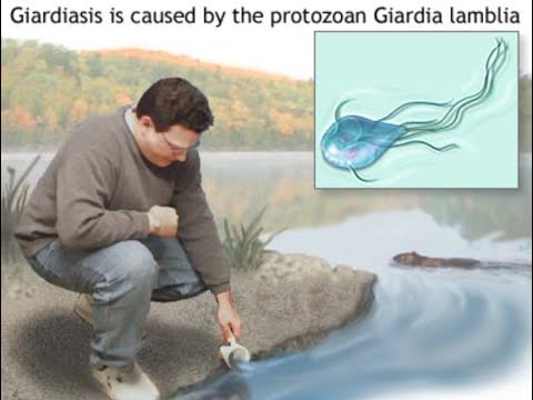 Giardia in water