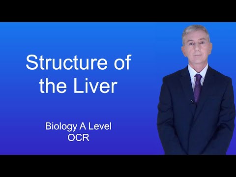 A Level Biology Revision (Year 13) "Structure of the Liver"