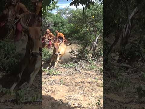 Vaca velha é boa #romariofeitosa #pegadeboinomato