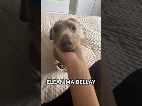 clean ma bellay!😁🐾 #cute #dog #sausage #funny #weinerdog