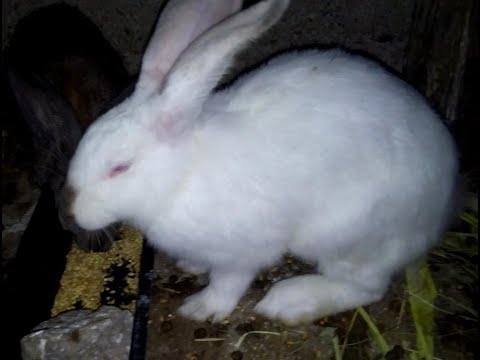 KANÍNUR KANIT HARES