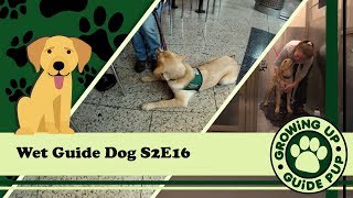 GUGP Season 2 - Week 16 - Wet Dog