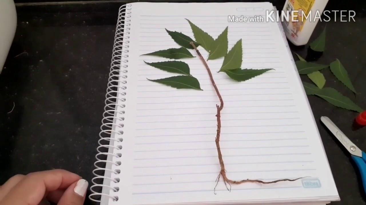 As partes das plantas/ Educação Infantil/ Atividade sensorial