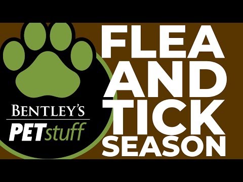 Natural Flea and Tick Prevention | Dogs & Cats