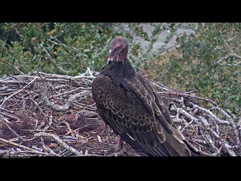 Turkey Vulture Preens During Pit Stop In Savannah – Jan. 4, 2019