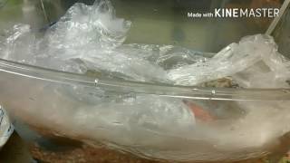 水槽の引っ越し(後編)　　魚達の放流？