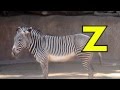 ALPHABET ANIMALS PHONICS ALPHABET SONG EDUCATIONAL KID VIDEO TODDLERS PRESCHOOL K 3