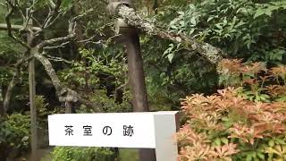 2025_04_20熱海市　植物研究園春の一般公開[ミツバツツジ､クマガイソウ､石楠花].wmv