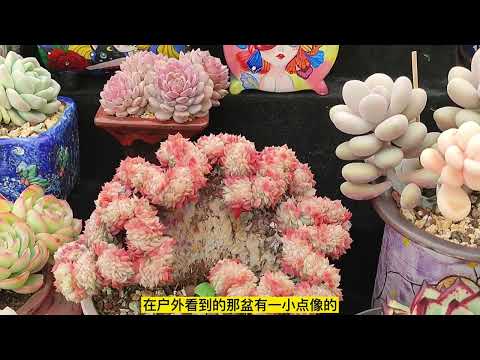 金鈕綴化
