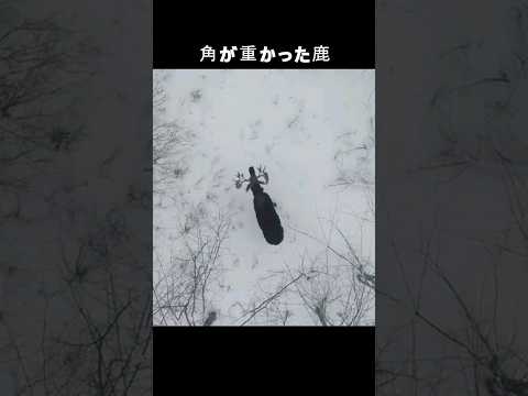 角のある動物:特徴と写真 -