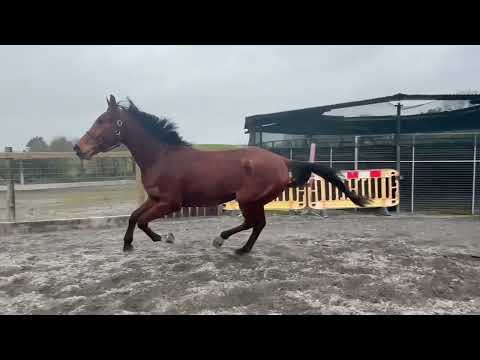 Horse for sale - Image 2