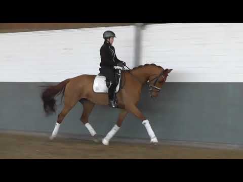 2020 Vaiana, Stute von Vivaldi x San Amour x Donnerhall