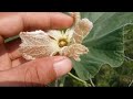 লাউয়ের ফুল ঝরে পড়ে লাউ পোকা দমন পদ্ধ