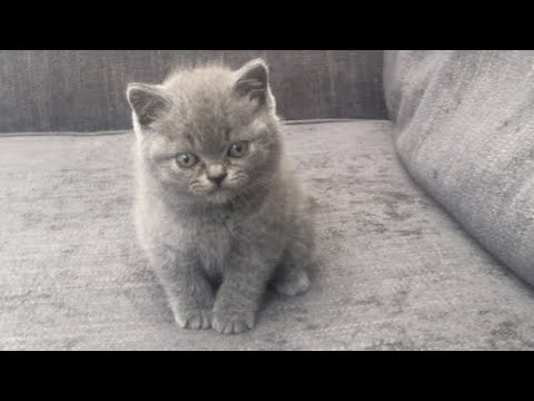 Day 01 of Noori’s journey in her forever home 🤍 |Noori’s youtube journey