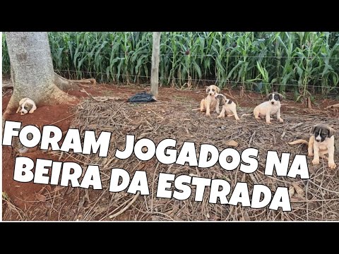ENCONTRAMOS CACHORRINHOS ABANDONADOS NA ESTRADA EM UM PASSEIO EM MINAS GERAIS