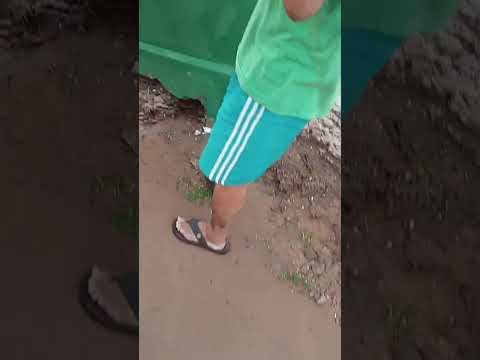 Palmeirina Pernambuco #youtubeshorts