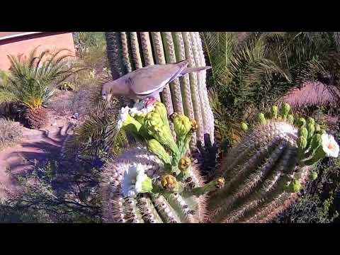 White-winged dove Zenaida asiatica